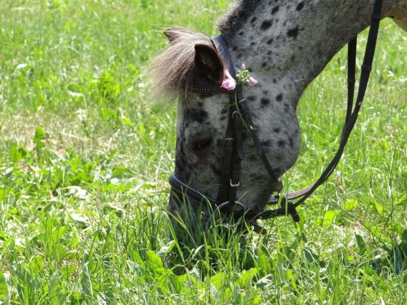 Foto aus dem Reitstall Schrackmann