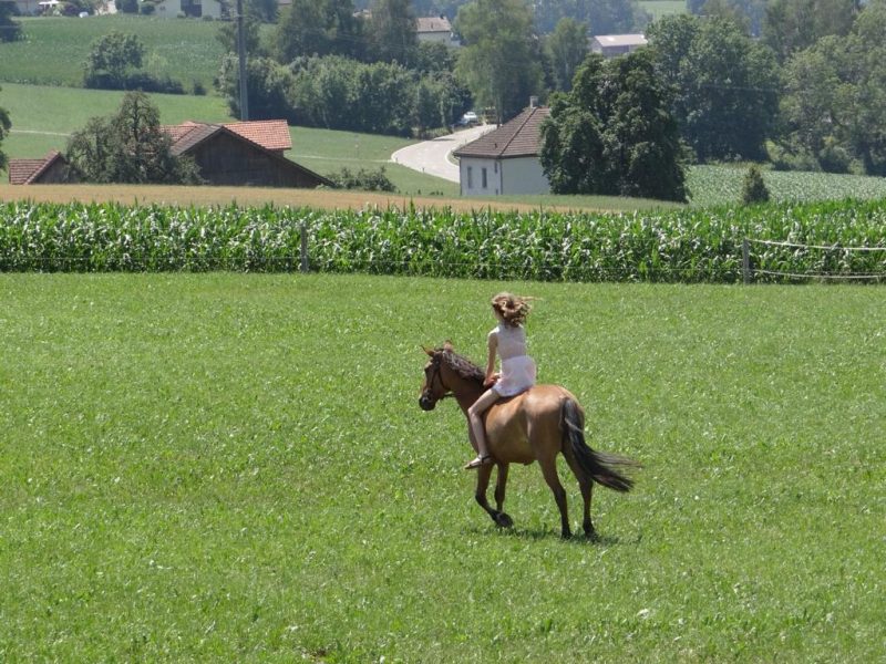Foto aus dem Reitstall Schrackmann