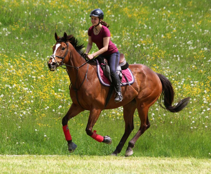 Foto aus dem Reitstall Schrackmann