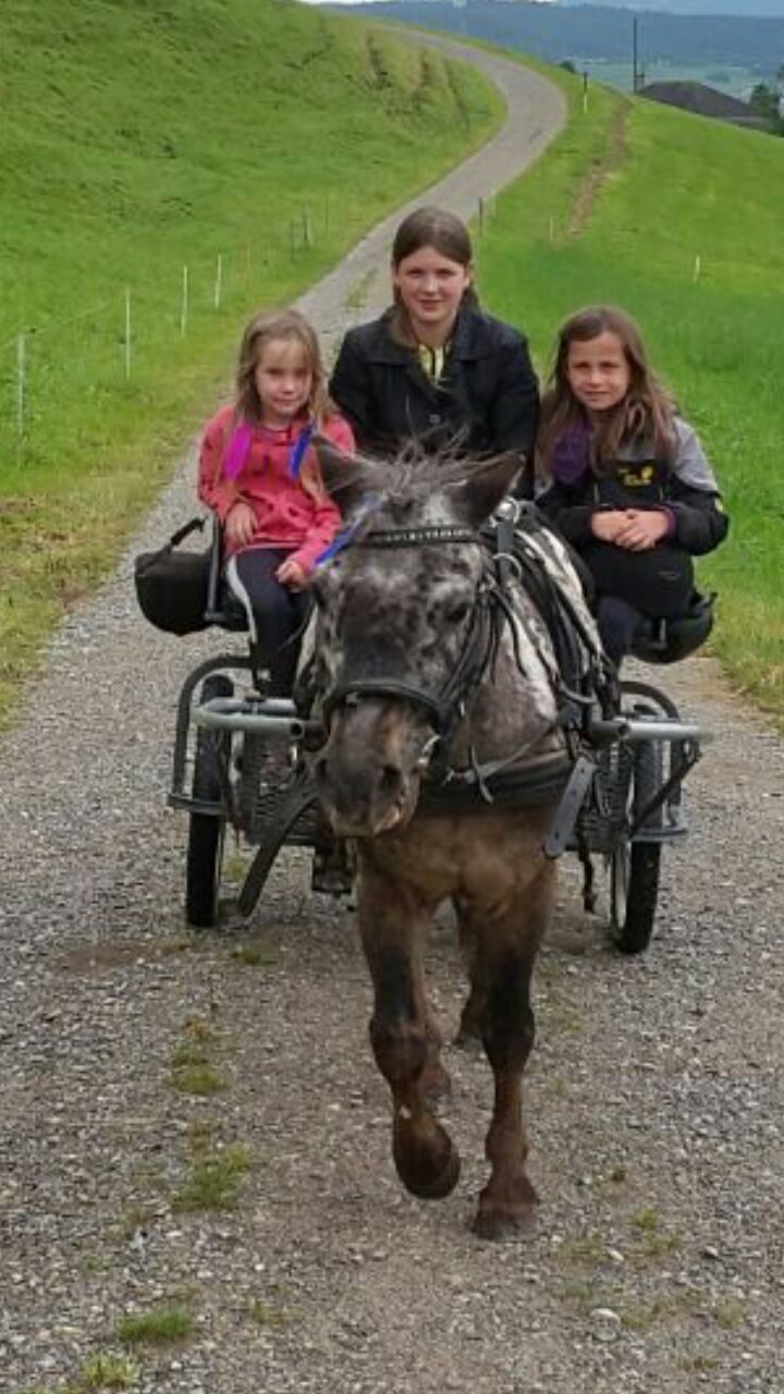 Foto aus dem Reitstall Schrackmann